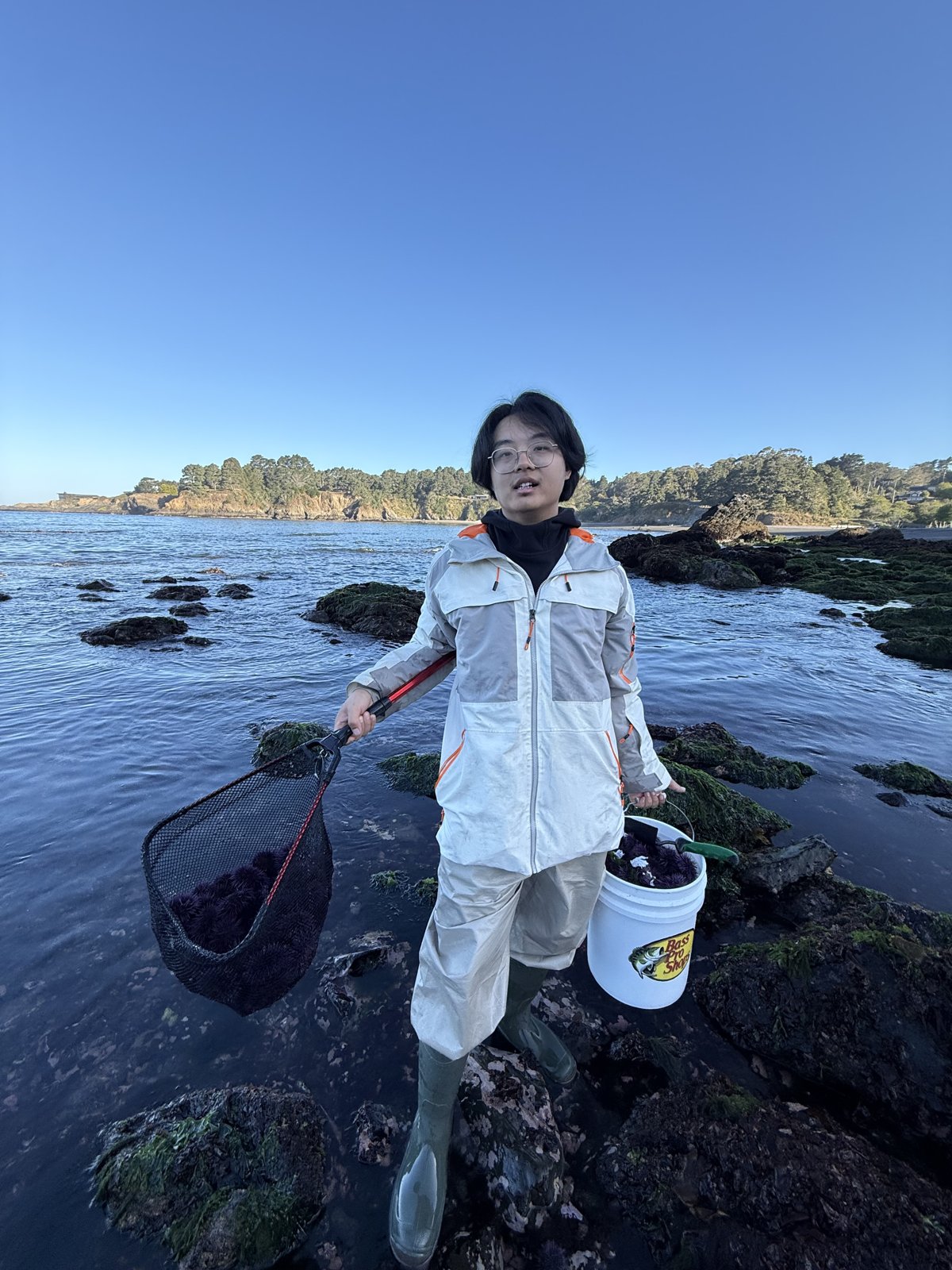 捡海胆
