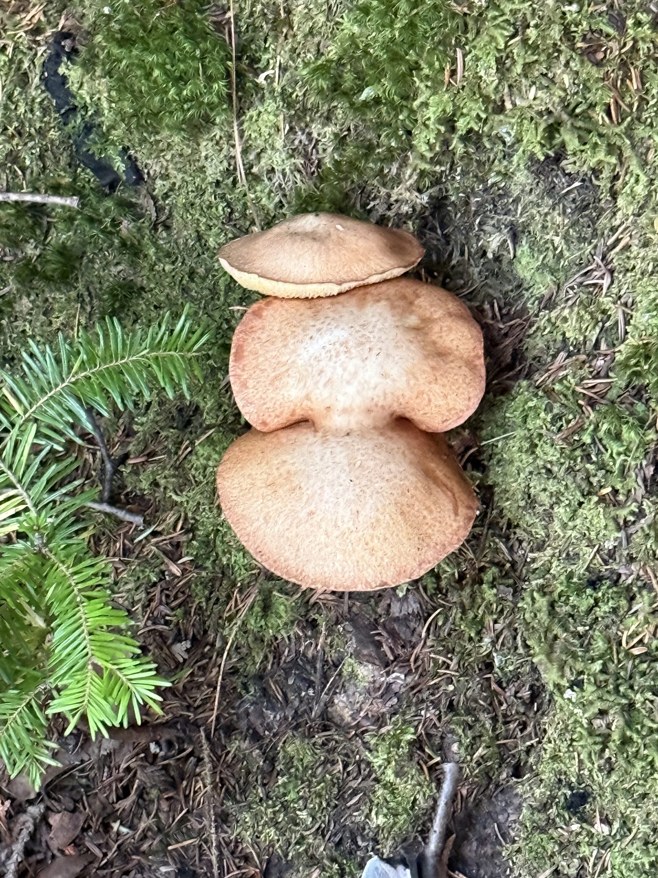 Three tan mushrooms stacked closely together on mossy ground.