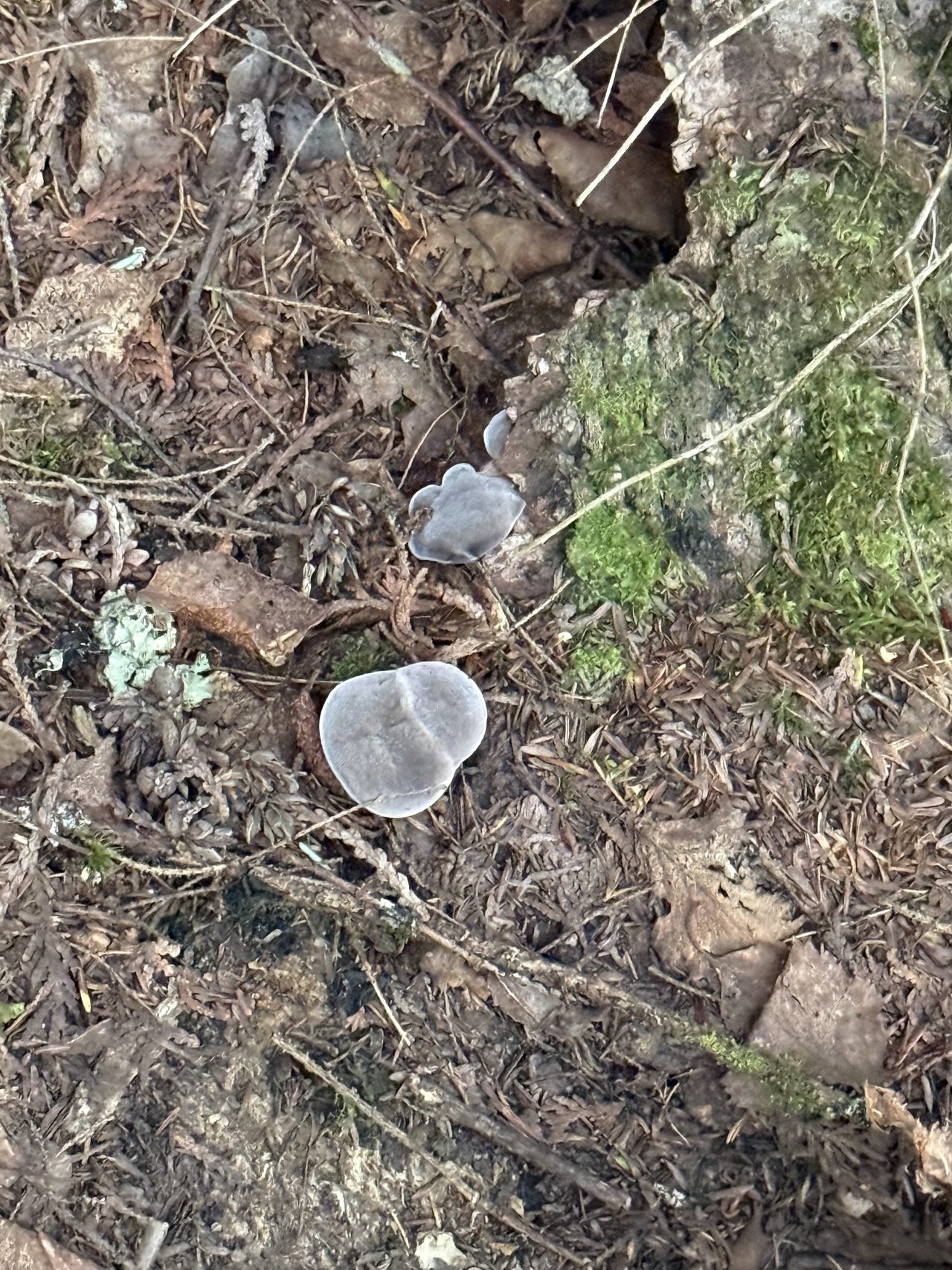 Small grey-purple jelly fungi growing from the forest floor beside moss.