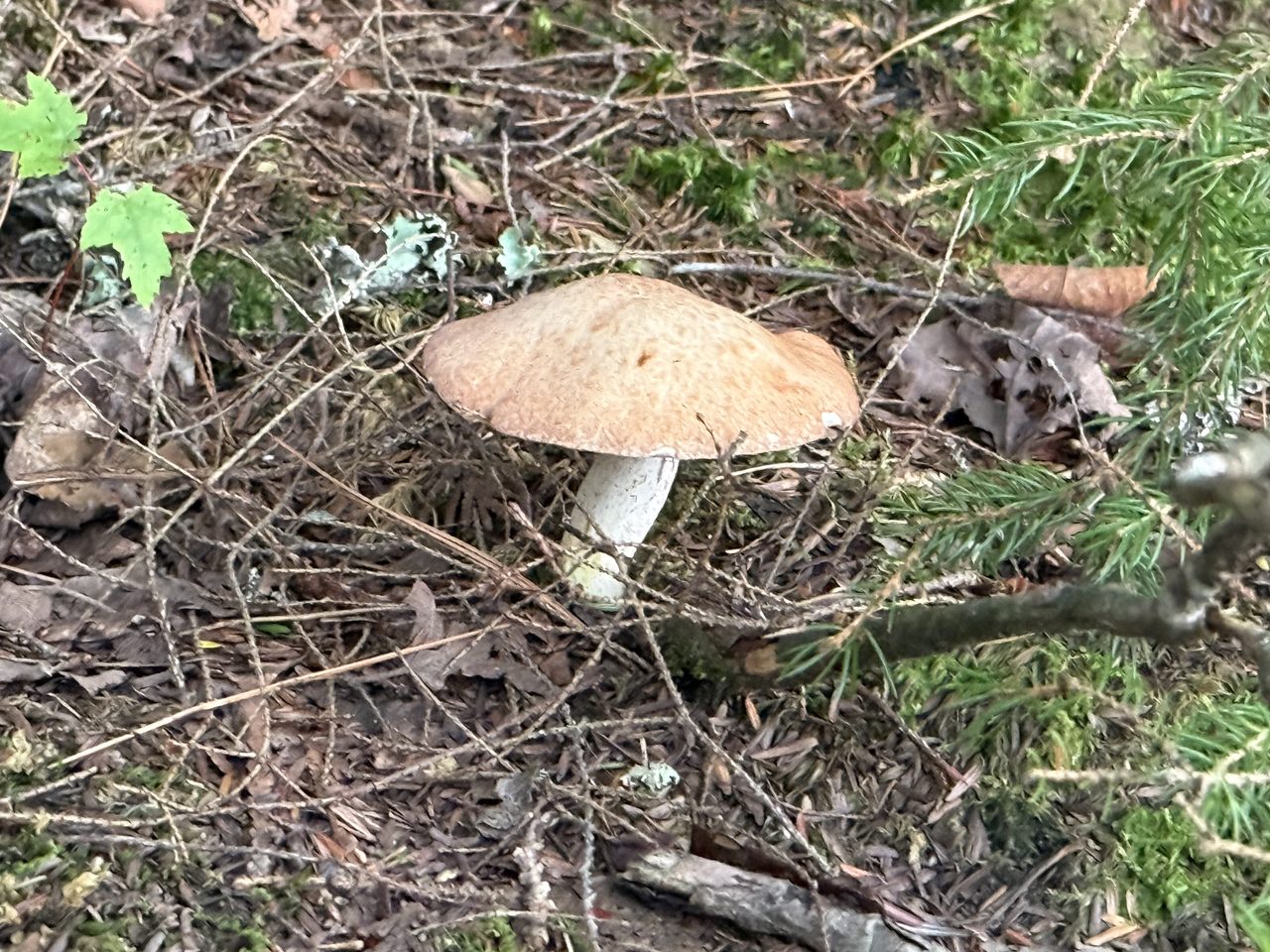 A single tan mushroom with a wide flat cap on the forest floor.
