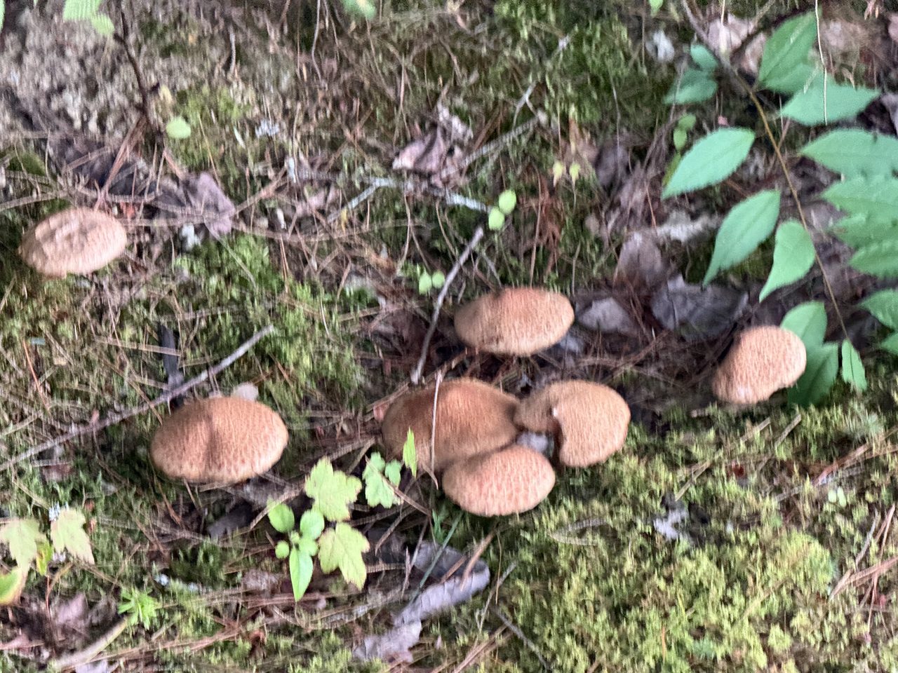 Seven or more tan mushrooms scattered across a mossy forest floor.