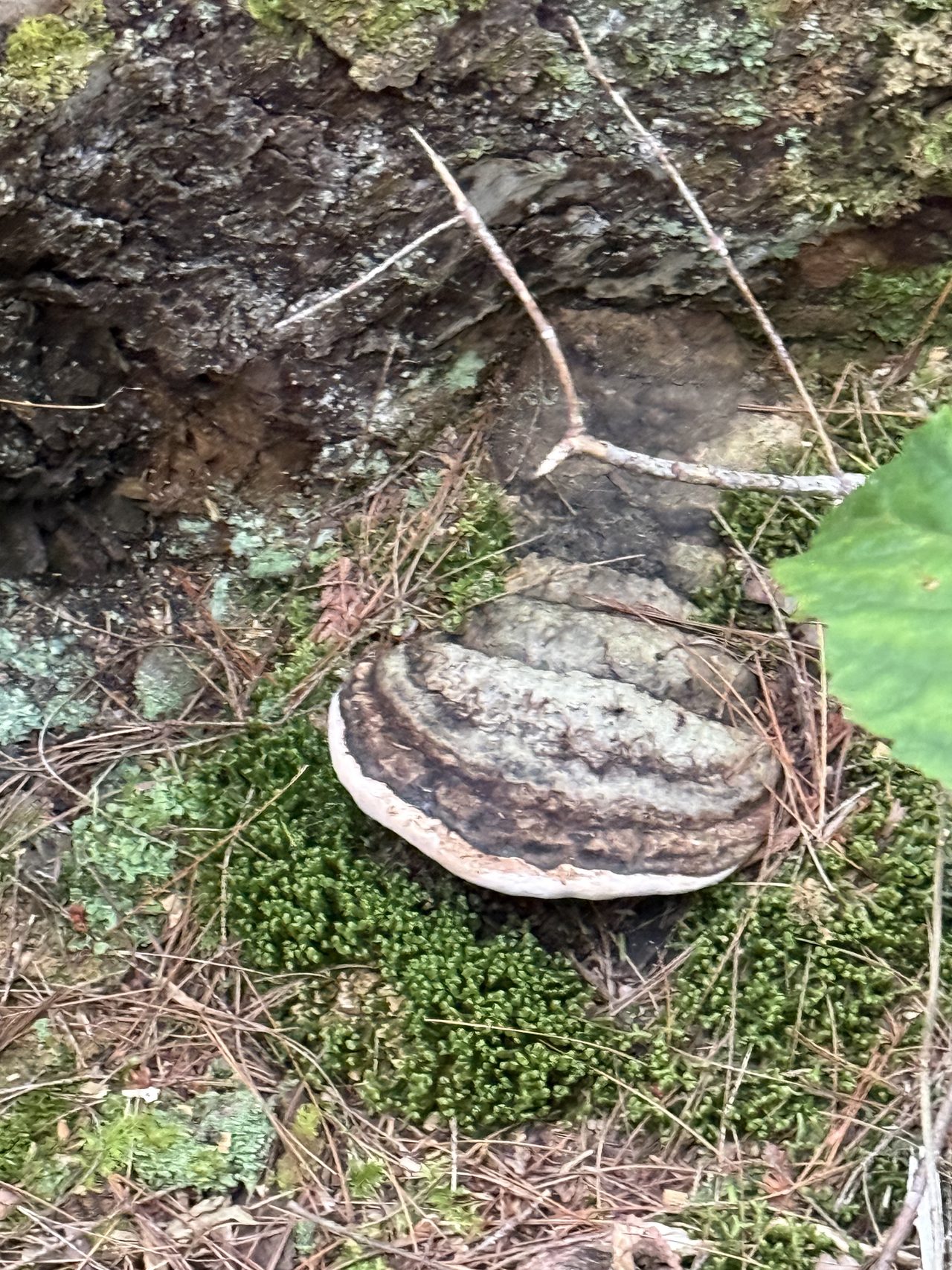 A banded bracket fungus growing on a mossy tree stump.