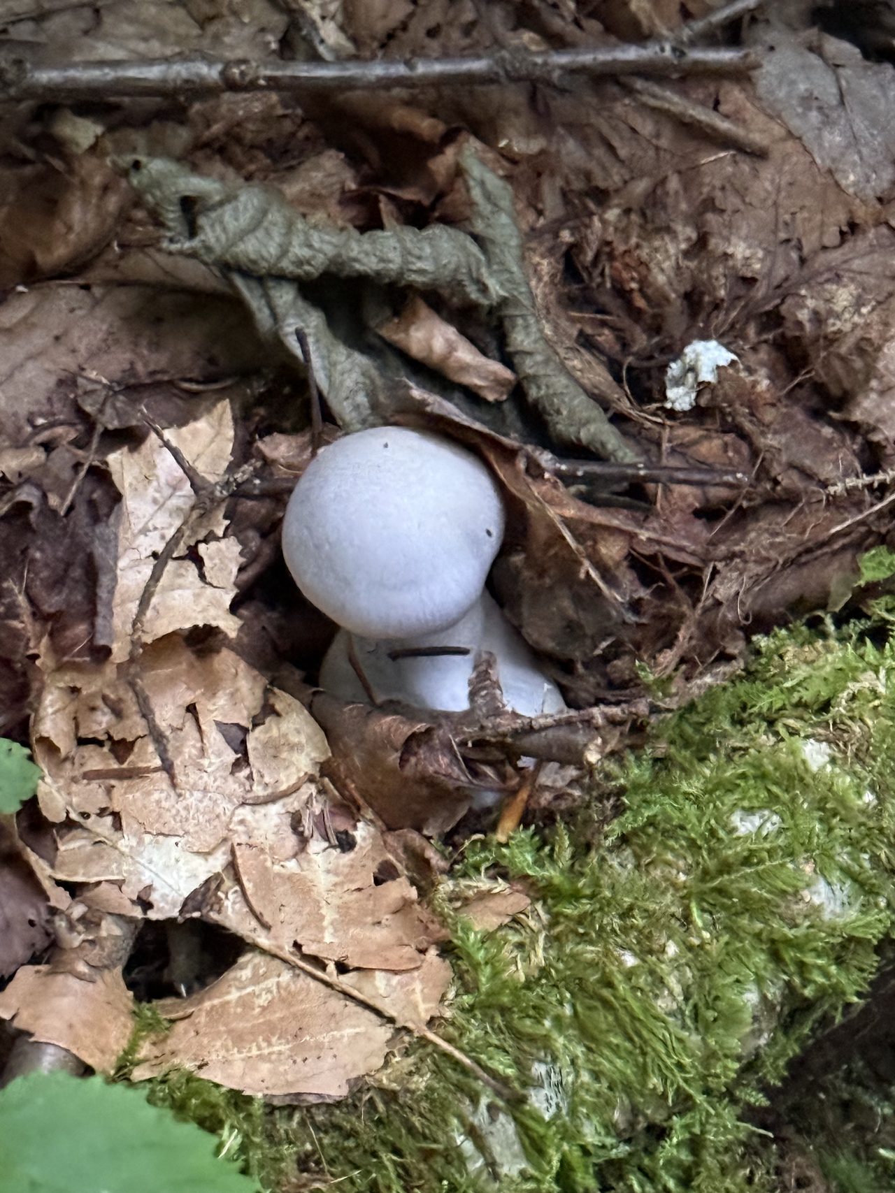 Two small white puffball mushrooms emerging from brown leaf litter.