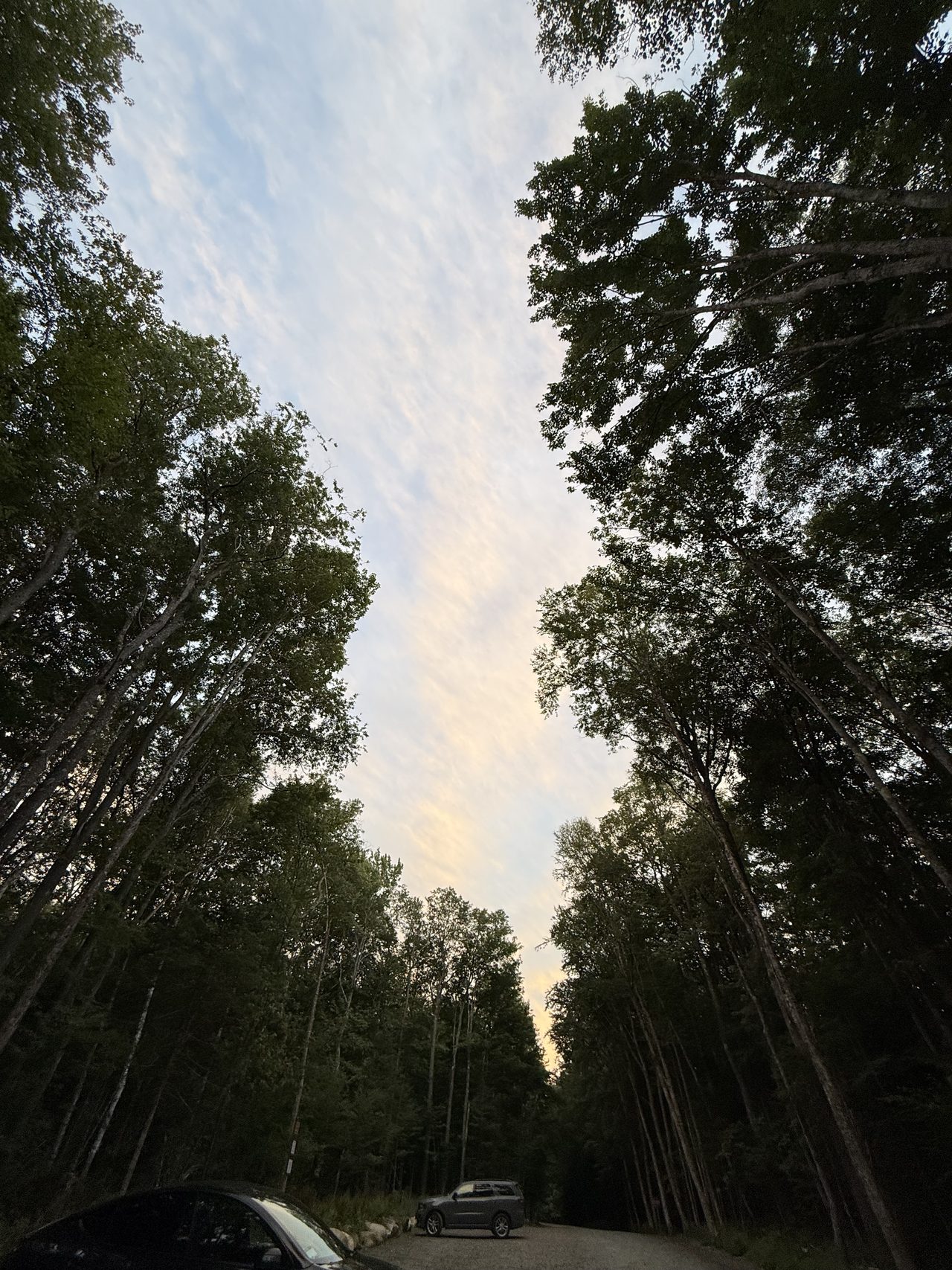 Tall trees framing a strip of dusk sky with wispy pink clouds above a gravel road.