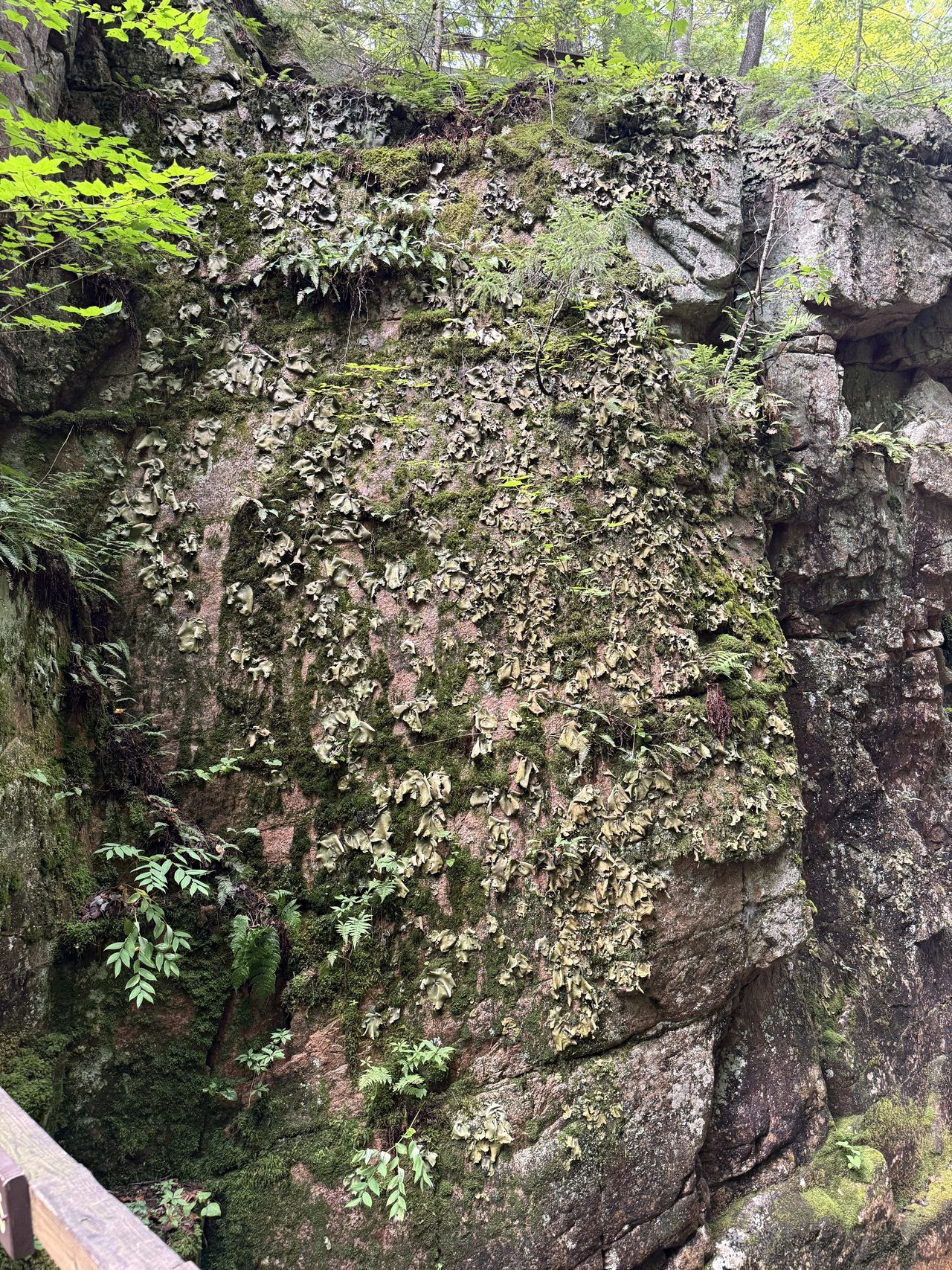 A tall rock face covered in leafy grey-green lichen among ferns.