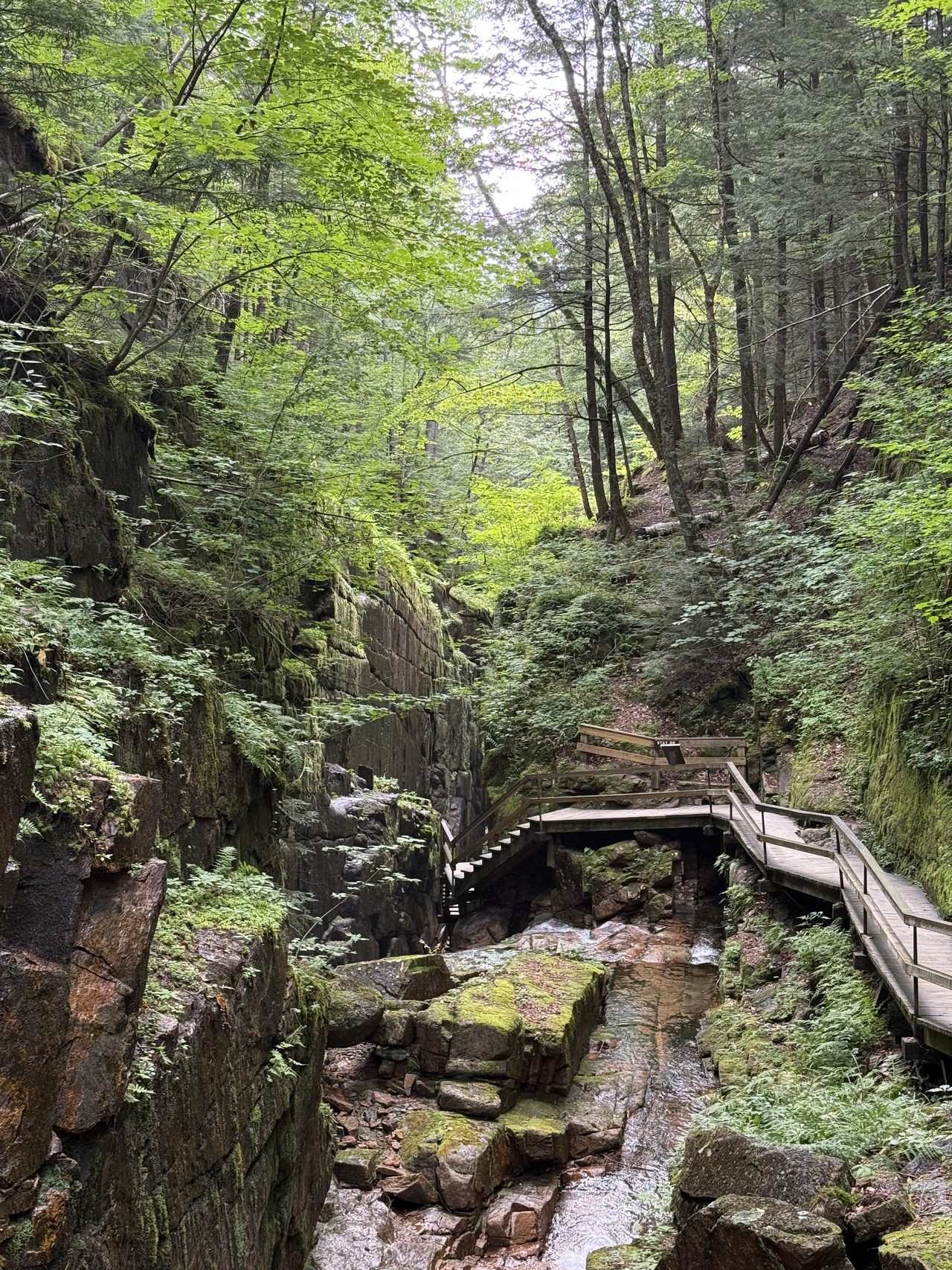A couple taking a selfie on a boardwalk in a mossy gorge, holding a 360 camera pole.