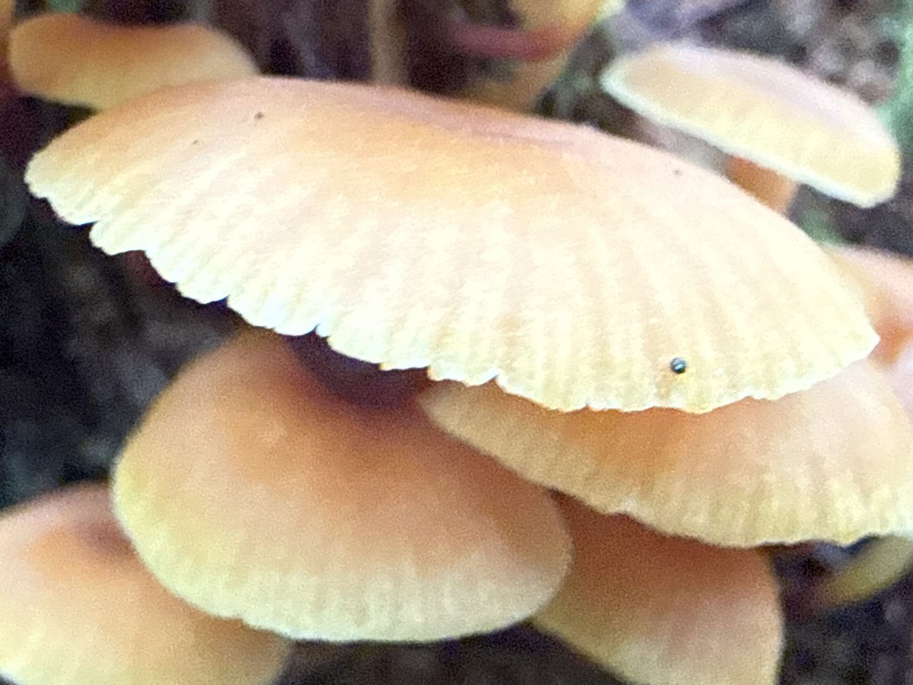Extreme close-up of overlapping golden-brown mushroom caps with striated rims.