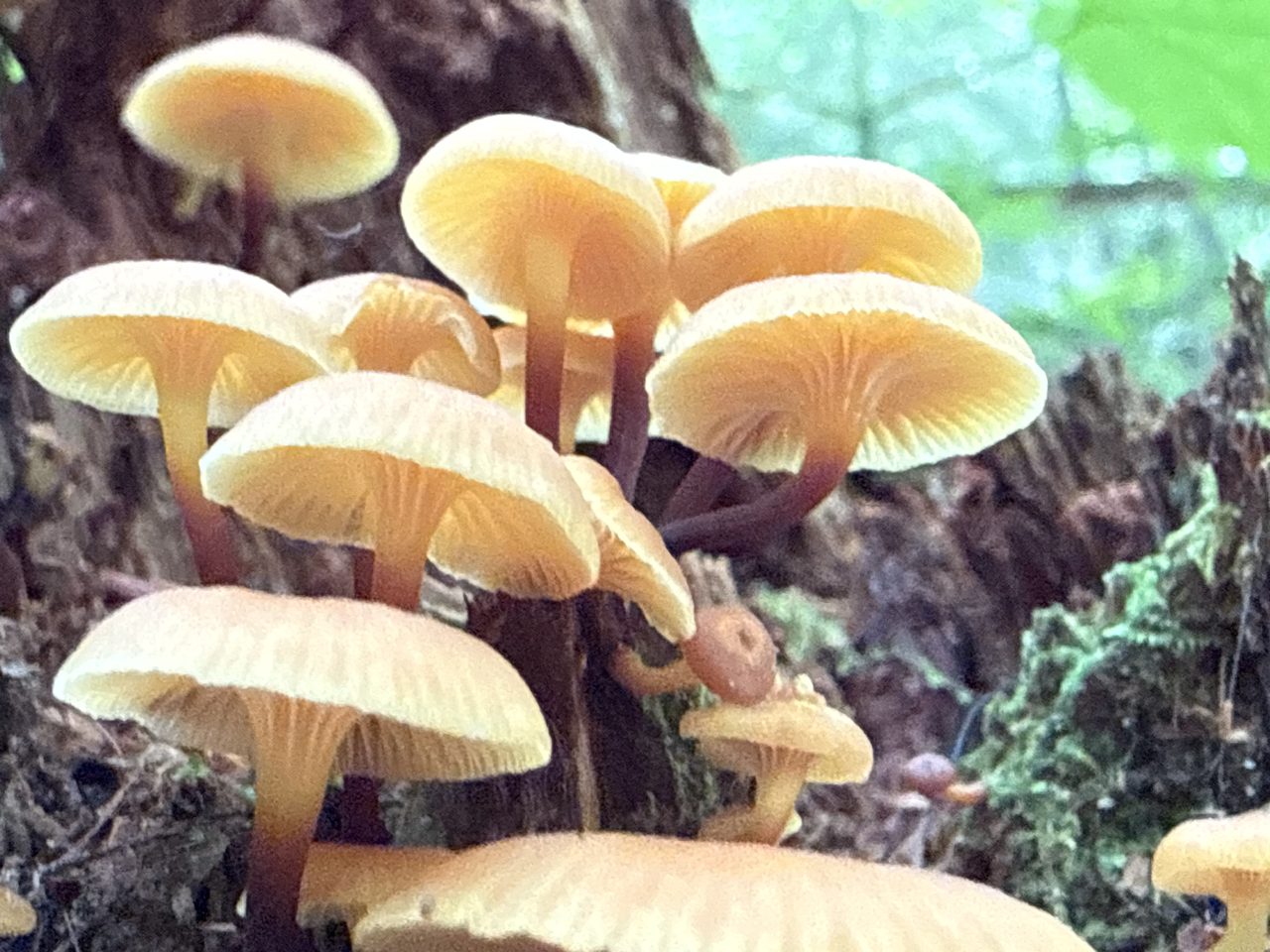 Backlit orange mushrooms seen from below, translucent gills glowing.