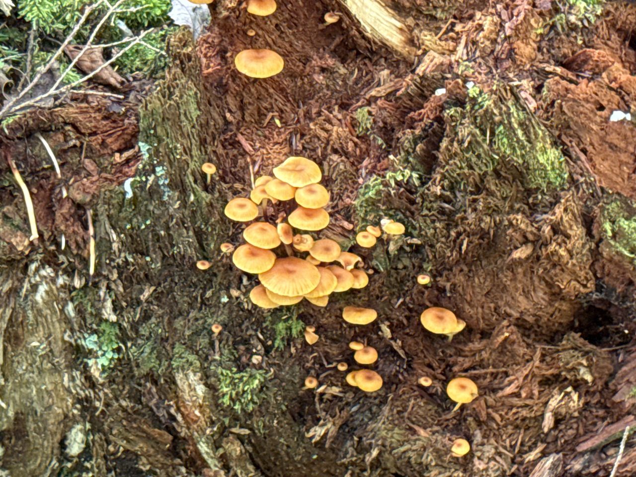 Many small orange mushrooms scattered across a decaying mossy stump.