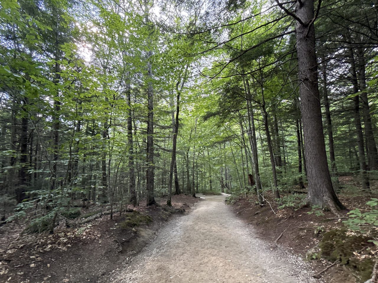 A wide gravel path through tall hemlock forest.