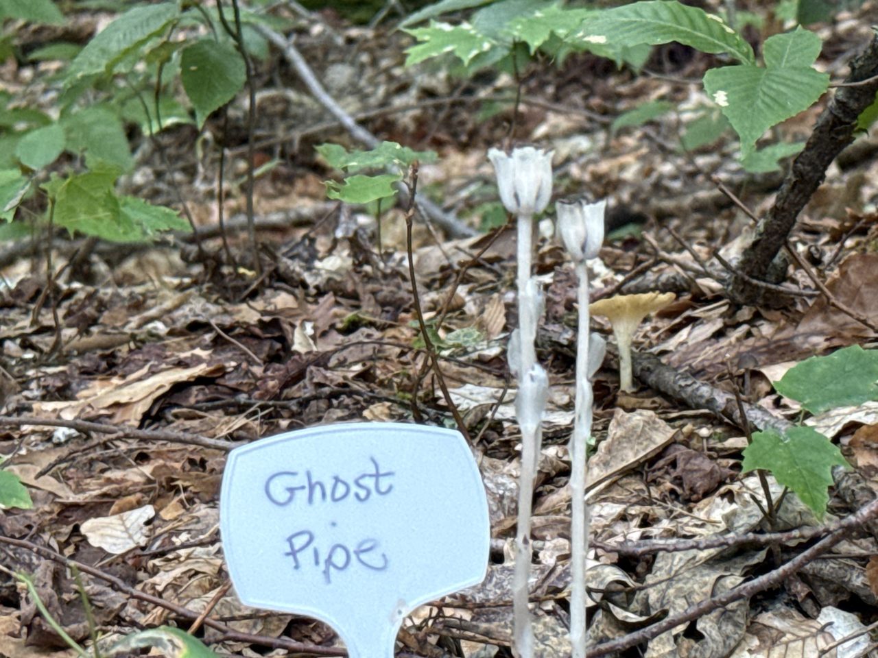 Two white ghost pipe plants rising from leaf litter beside a handwritten label.