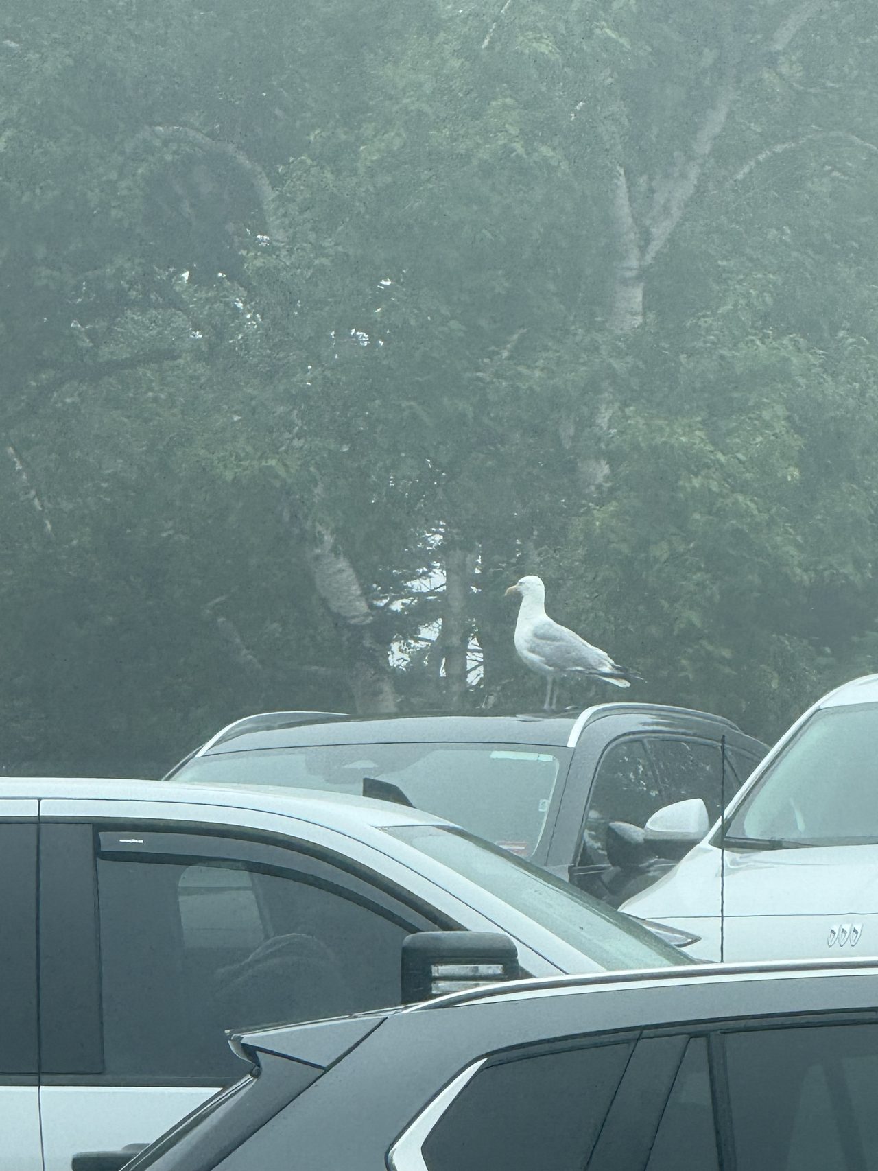 A herring gull standing on the roof of a black car in a foggy parking lot.