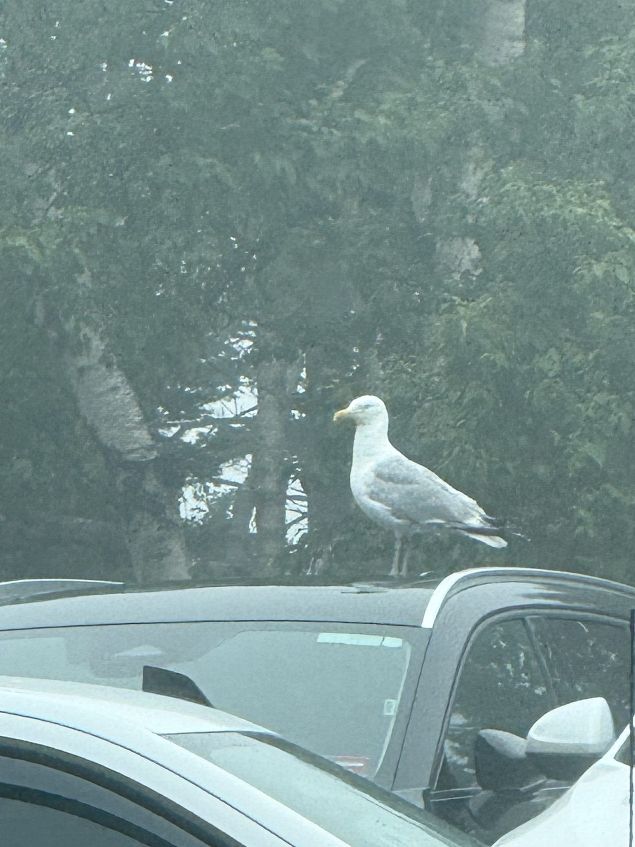 Close view of a herring gull perched on a car roof against foggy trees.