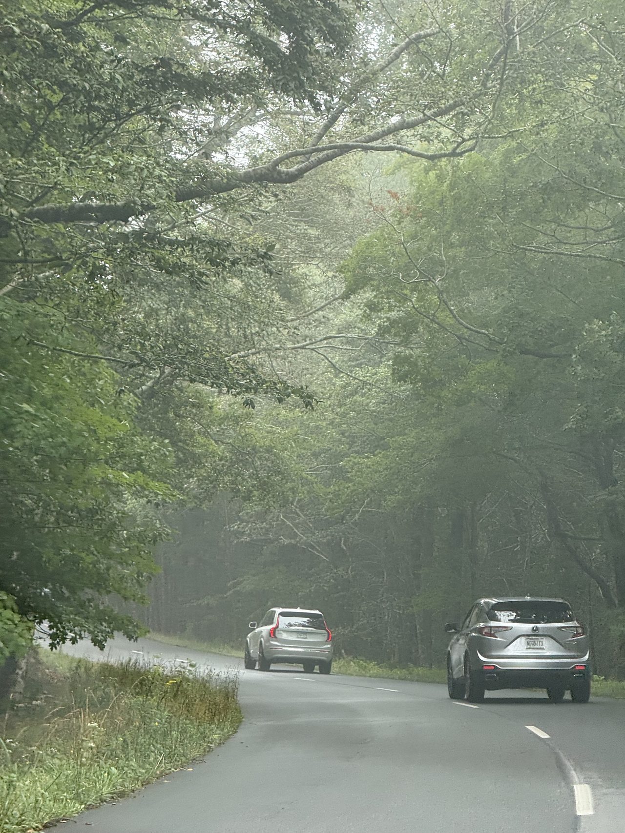 Cars on a misty tree-lined park road with fog among the branches.