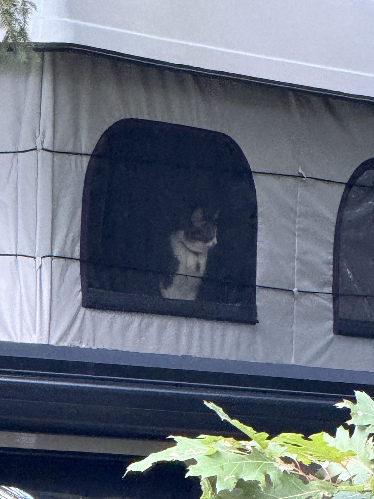 A cat silhouetted behind the mesh window of a pop-up camper.