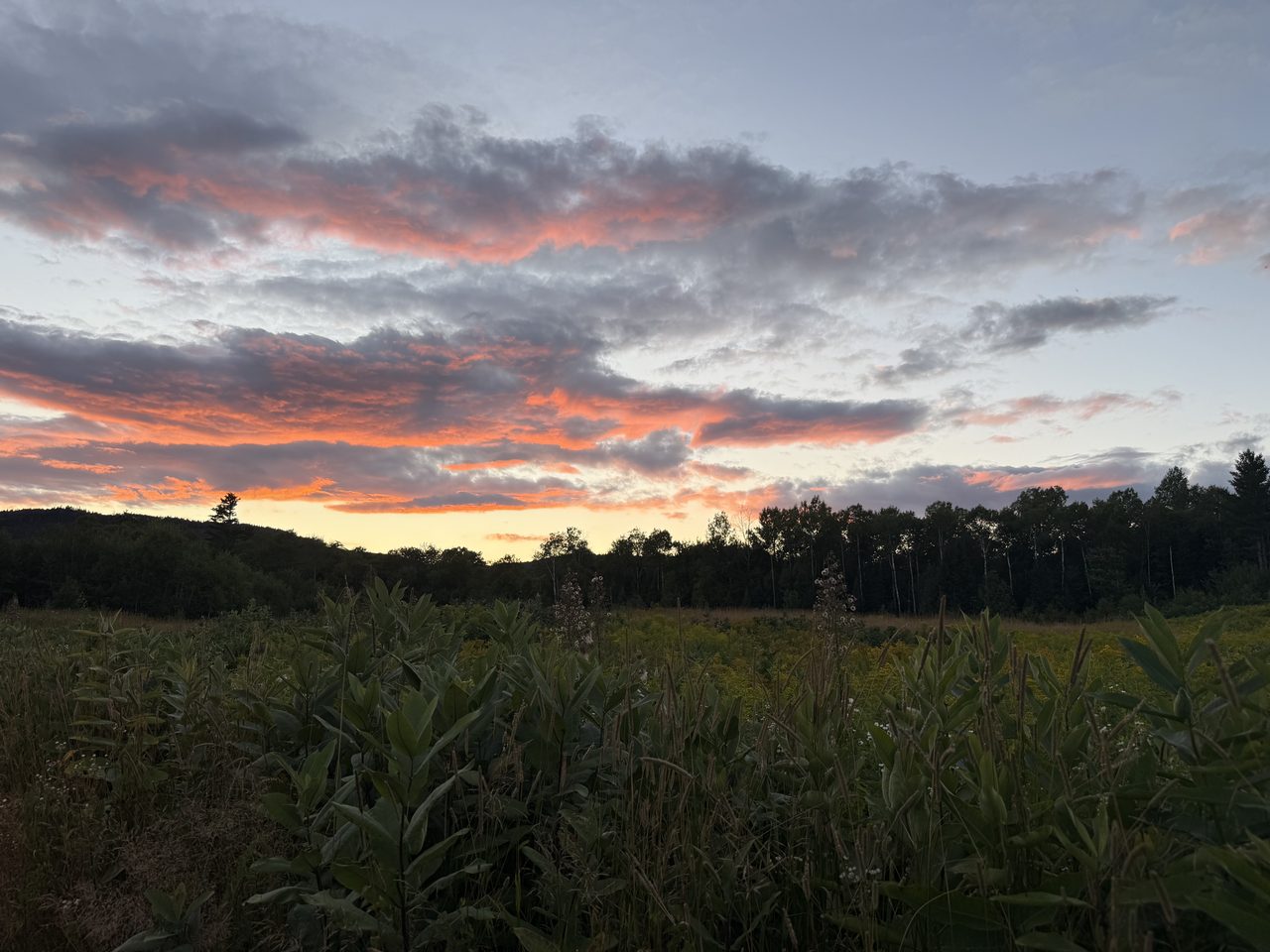 A wide meadow of milkweed under a sky streaked orange and pink at sunset.