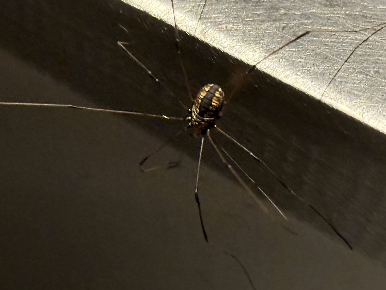 A harvestman with long thin legs and a small patterned body on a car door edge at night.