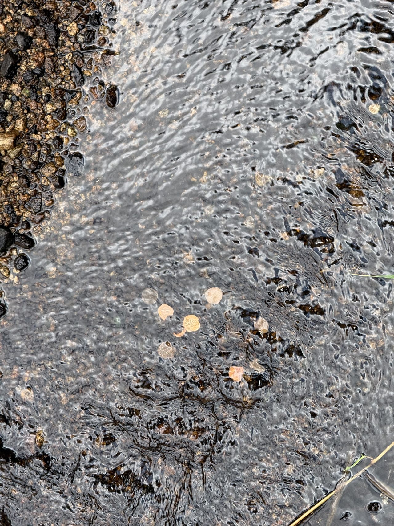 Coins resting on the gravel bed of a clear shallow stream.